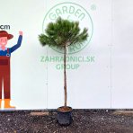 Borovica píniová (Pinus pinea) - výška 180-190 cm, kont. C18L